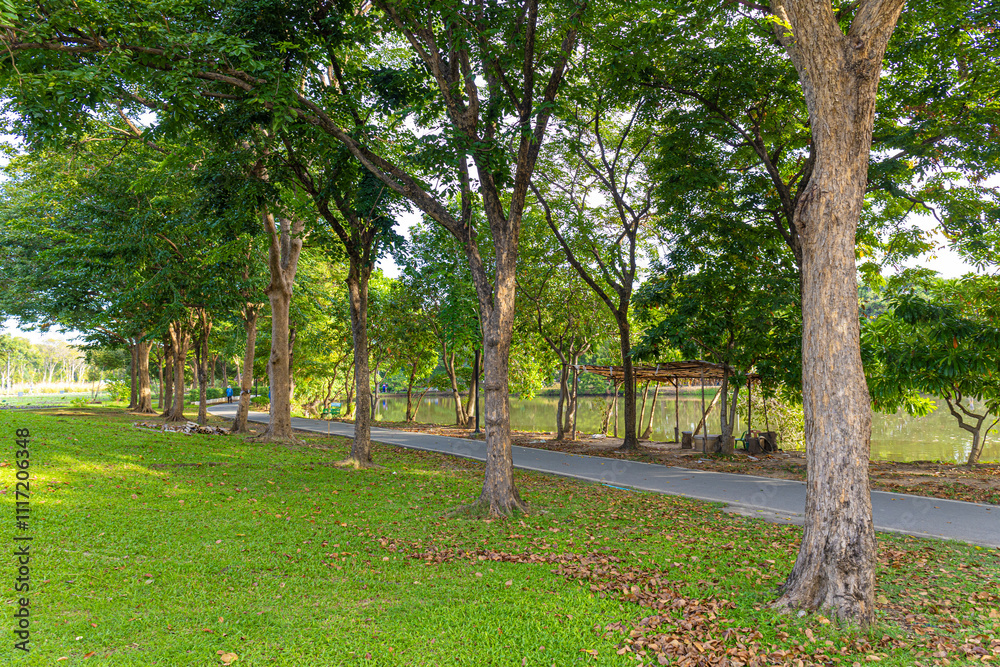 Green meadow grass in city public tree park green scene Green meadow grass in city public tree park green scene