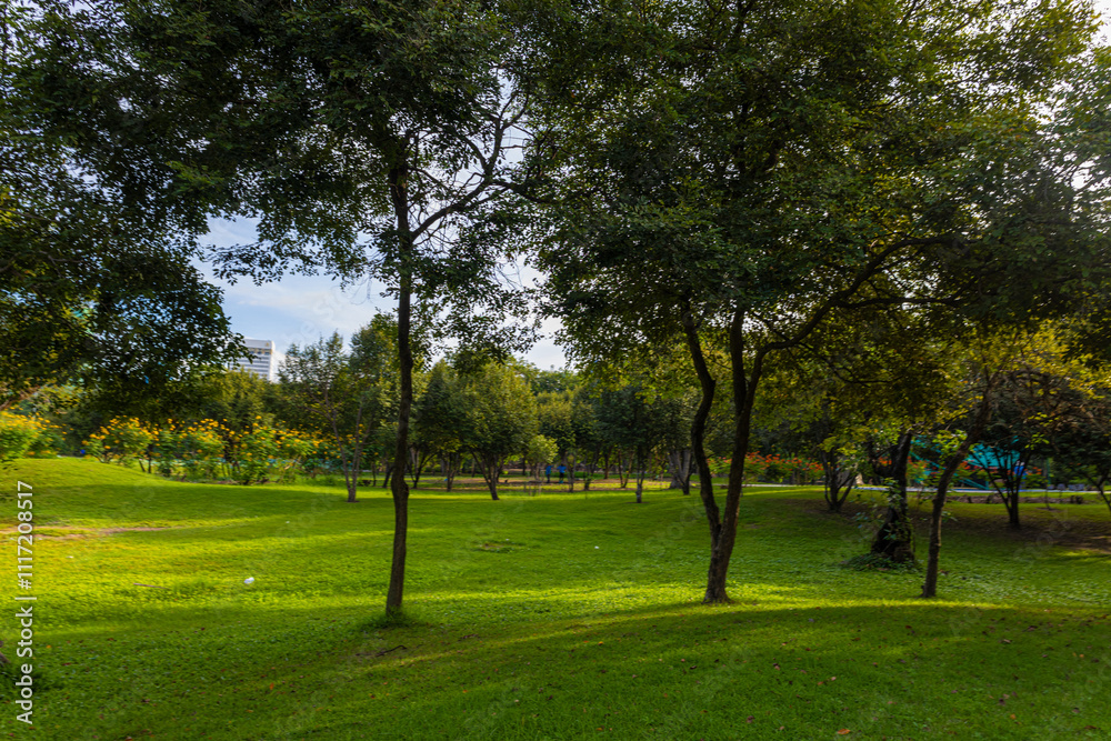 Green meadow grass in city public tree park green scene Green meadow grass in city public tree park green scene
