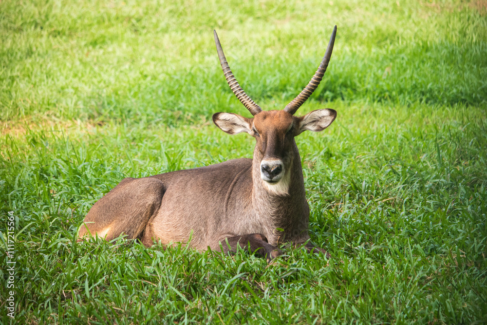 Waterbuck sitting on grass in forest, gazelle on grass Close view Waterbuck sitting on grass in forest, gazelle on grass Close view