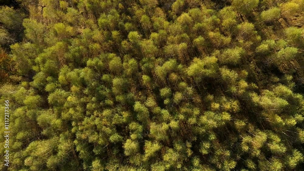 Aerial top down view of yellow birch tree forest canopy by drone