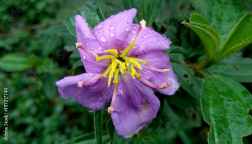 A Close-up of Melastoma Malabathricum Flower Fully Blooming in Violet near the Mangrove. Its properties are energy maintainance, immunity increase, as sedative, liver and kidney nourishment