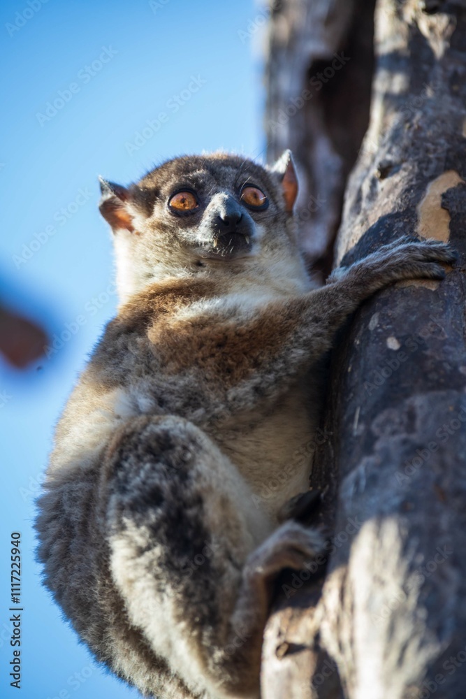 Obraz premium Red-Tailed Sportive Lemur on a Tree Trunk in Kirindy Forest, Madagascar