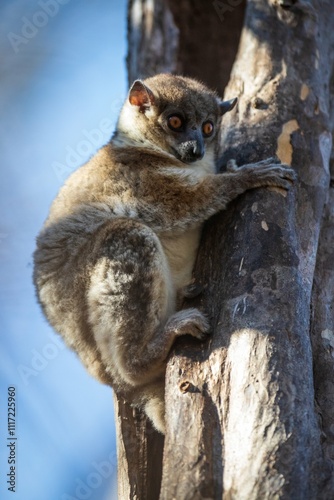 Red-Tailed Sportive Lemur on a Tree Trunk in Kirindy Forest, Madagascar photo