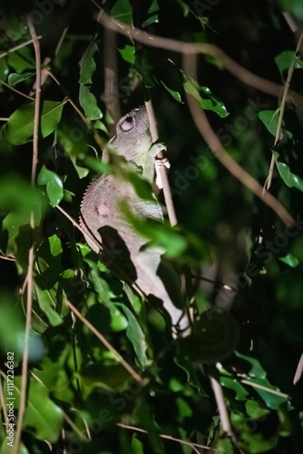 Nocturnal Chameleon Climbing Tree Branch in Forest, Kirindy Forest, Madagascar