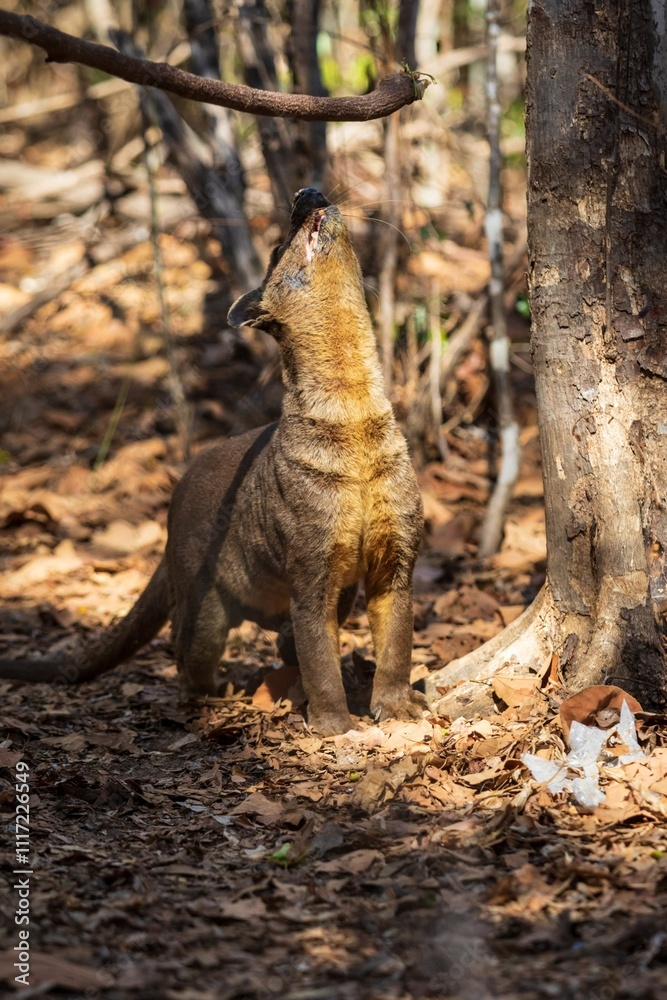 Fossa in Natural Habitat Among Dry Leaves and Trees, Kirindy Mitea National Park, Madagascar Fossa in Natural Habitat Among Dry Leaves and Trees, Kirindy Mitea National Park, Madagascar