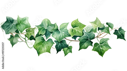 Fototapeta Naklejka Na Ścianę i Meble -  Plant leaf ivy freshness watercolor  illustration on white and transparent background.
