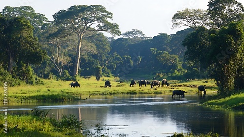 African Buffaloes by the River in Lush Green Forest photo