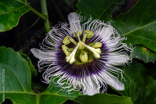 Passionfruit flower in closeup