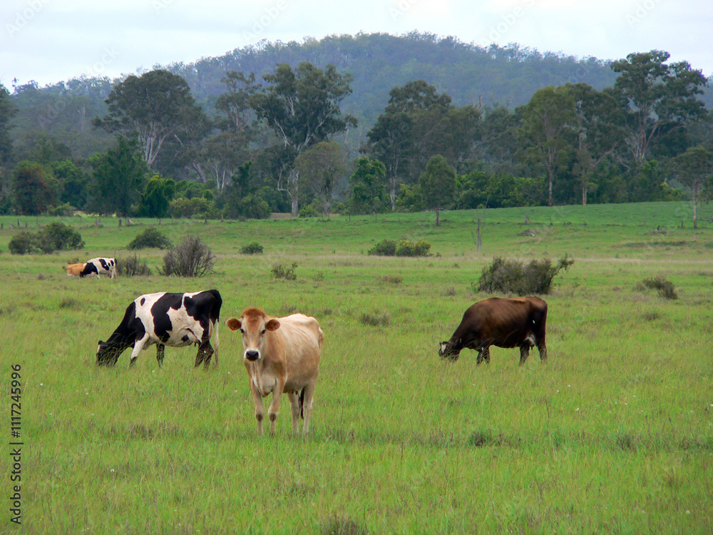 Cows standing in a grassy paddock with a mountain and trees in the background Cows standing in a grassy paddock with a mountain and trees in the background