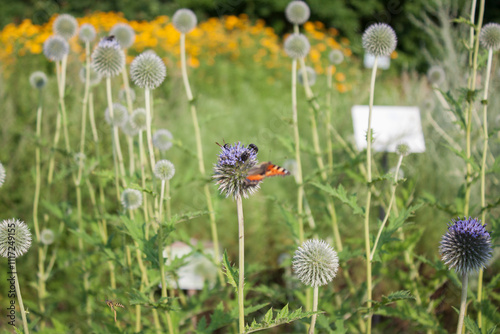 Echinops sphaerocephalus, Przegorzan kulisty, przegorzan lepki photo