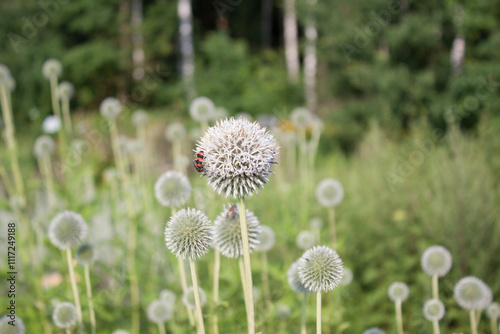 Echinops sphaerocephalus, Przegorzan kulisty, przegorzan lepki photo