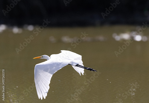 snowy egret in flight