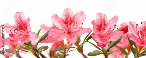 Pink Azalea Flowers Blooming  Illustration