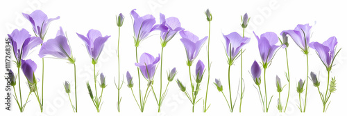 Purple Flowers and Buds Illustration
