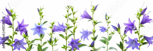 Purple Bellflowers Isolated on White Illustration