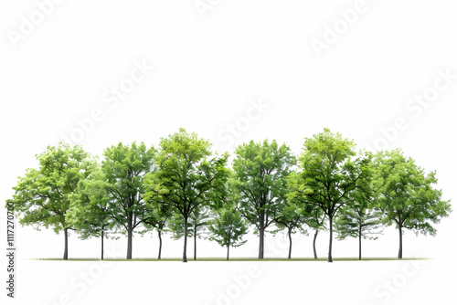 Green Tree Forest Illustration,  isolated on white