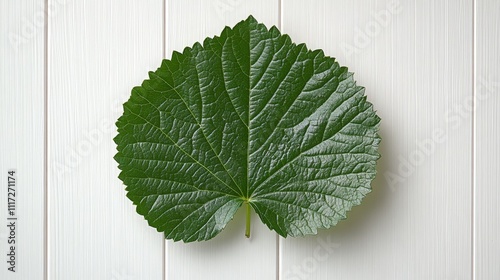 Green Leaf with White Background