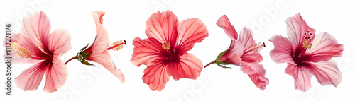 Pink and Red Hibiscus Flower Illustration