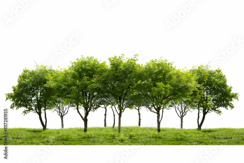 Green Trees and Grass in a Row Realistic Image