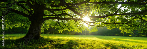 Sunlight Through Green Tree Branches in Summer Park - Realistic Image