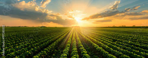 Sunbeams Through Green Rows of Crops at Sunset - Realistic Image