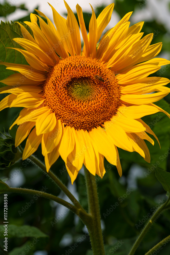 Fototapeta premium Sonnenblume, Gewöhnliche Sonnenblume, Helianthus annuus