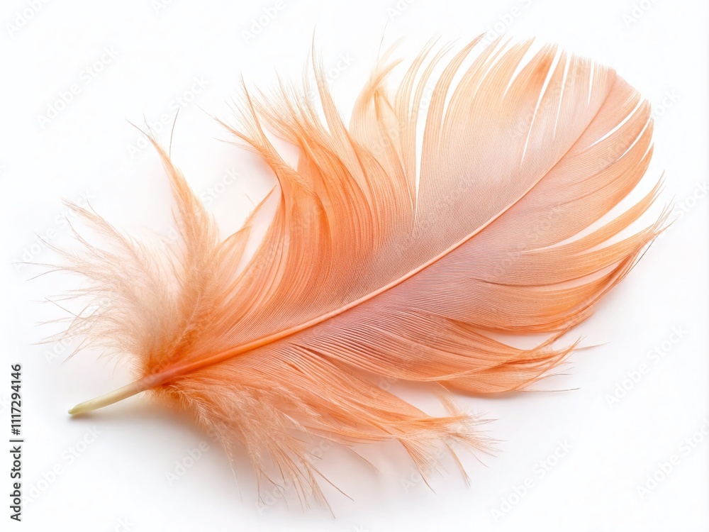 Aerial Peach Feather Acrylic Paint Aerial Peach Feather Acrylic Paint