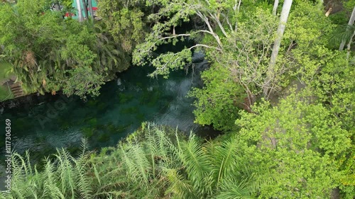 Lush green plant with brown leaves and a brown stem
