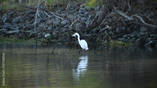 Egret feeding in the San Joaquin river