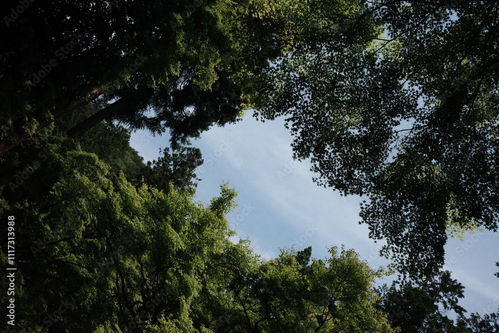 Summer Vibes: Looking Up at the Sky Through Lush Green Trees Summer Vibes: Looking Up at the Sky Through Lush Green Trees