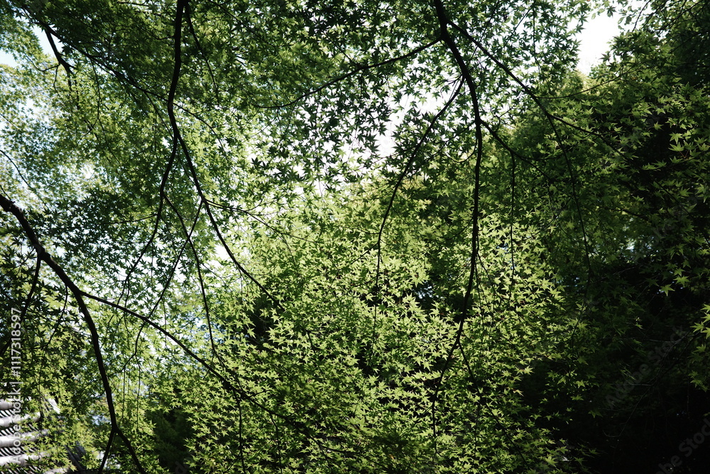 Green Japanese Tree on a Sunny Day: Tranquil Natural Beauty and Bright Atmosphere Green Japanese Tree on a Sunny Day: Tranquil Natural Beauty and Bright Atmosphere