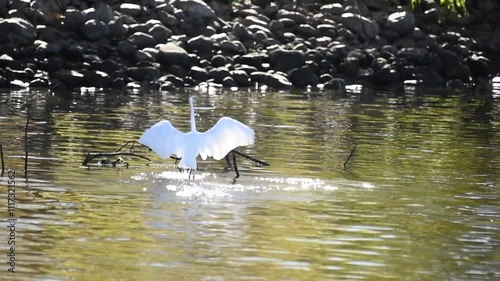 Egret feeding in the river