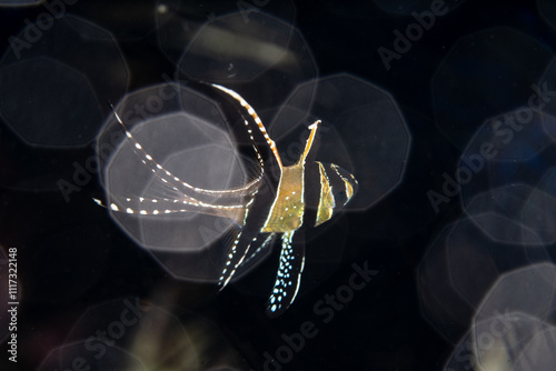 A Banggai cardinalfish, Pterapogon kauderni, hovers over a coral reef in Lembeh Strait, Indonesia. This colorful and attractive fish is considered an endangered species. photo