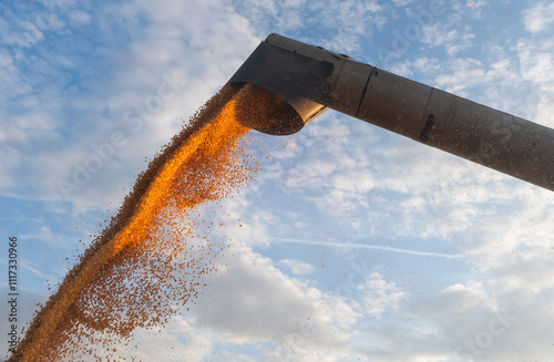 Pouring corn grain into tractor trailer