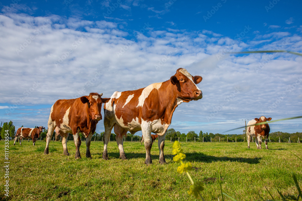 Troupeau de vaches laitières dans la campagne au printemps. Troupeau de vaches laitières dans la campagne au printemps.