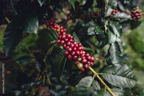 Red ripe coffee cherry beans at a coffee plantation