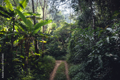 Green forest and forest paths in daylight