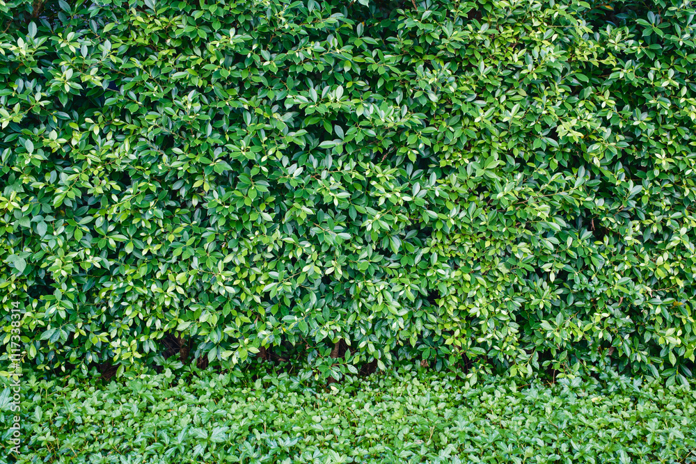 Lush green foliage plant covered on the wall Lush green foliage plant covered on the wall