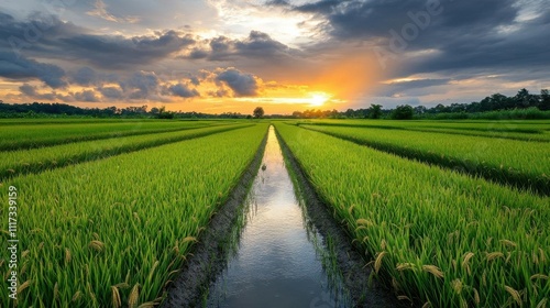 Lush green rice fields under a dramatic sunset sky.