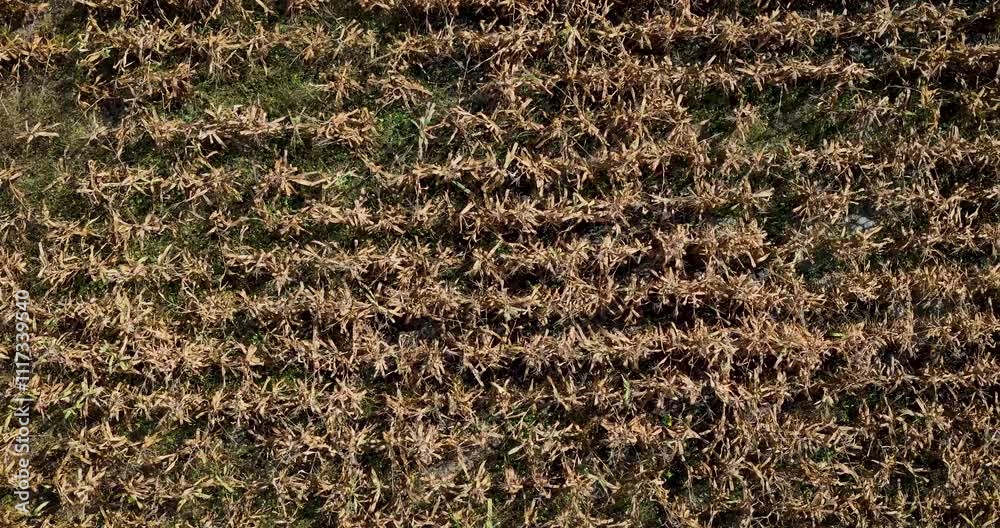 Aerial sweeping shot of a crop field showcasing the harvest and the passage of autumn in Morelos, Mexico Aerial sweeping shot of a crop field showcasing the harvest and the passage of autumn in Morelos, Mexico