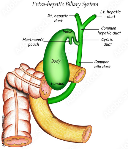 anatomy biliary system photo