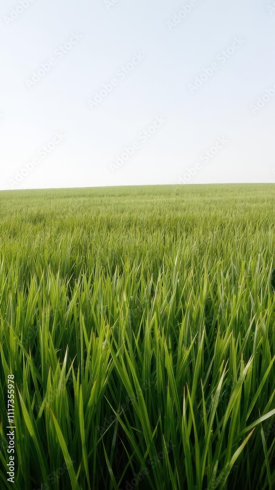 Smooth, lush green grass field backdrop for natural concepts, texture Smooth, lush green grass field backdrop for natural concepts, texture