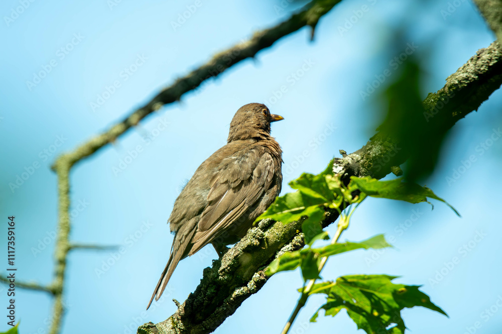 Thrush on a branch Thrush on a branch