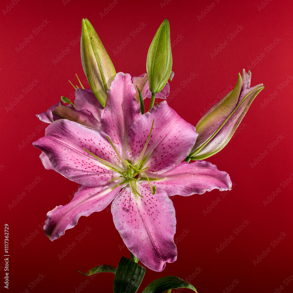 Pink Oriental lily Josephine on a red background
