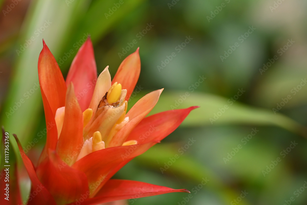 Close-up of a vibrant bromeliad flower with orange and yellow. The flower's bold colors stand out against the lush green background. Close-up of a vibrant bromeliad flower with orange and yellow. The flower's bold colors stand out against the lush green background.