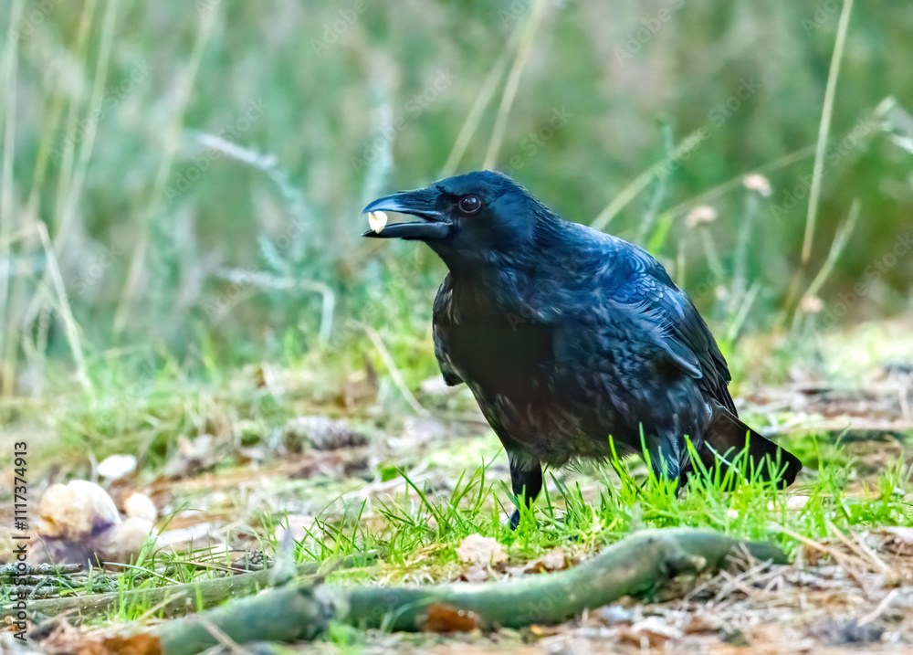 Fototapeta premium Large carrion crow on the forest floor looking for food