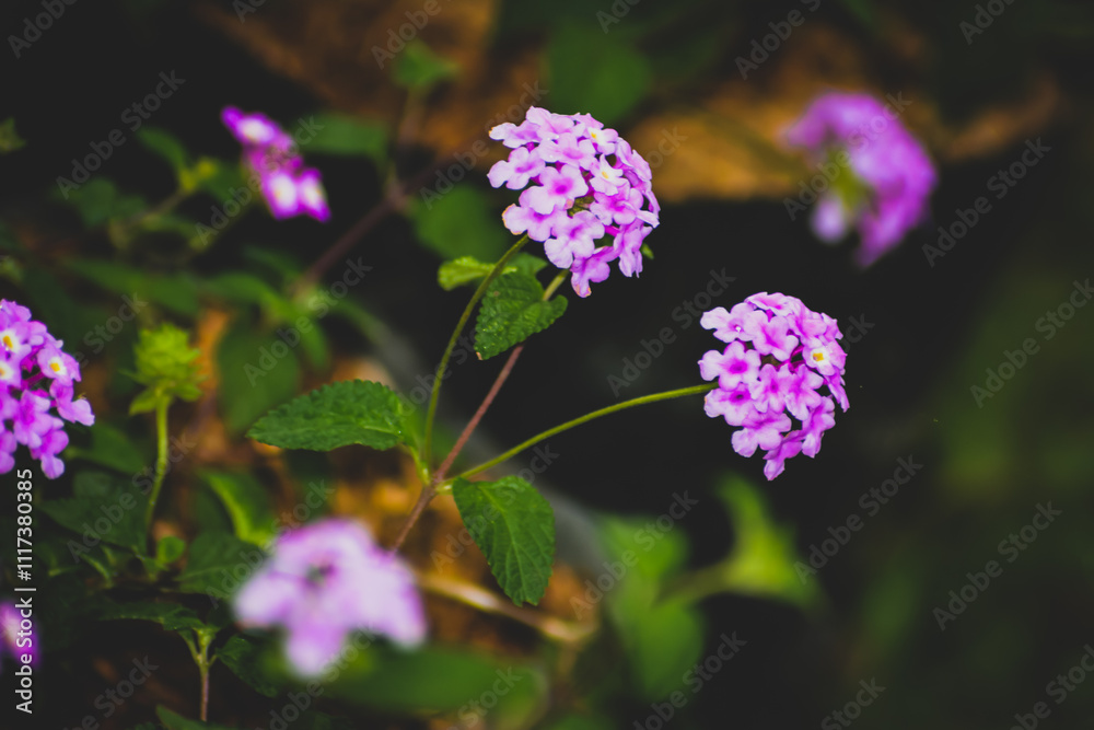 Close Up Photo Of Pink Flowers Close Up Photo Of Pink Flowers