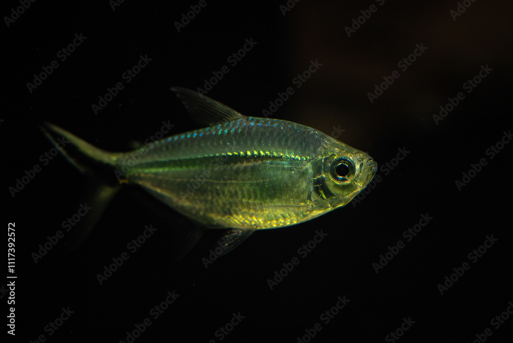 Gold Tetra - Hemigrammus rodwayi, small beautiful freshwater fish native to lowland rivers and lakes of South America, Brazil. Gold Tetra - Hemigrammus rodwayi, small beautiful freshwater fish native to lowland rivers and lakes of South America, Brazil.