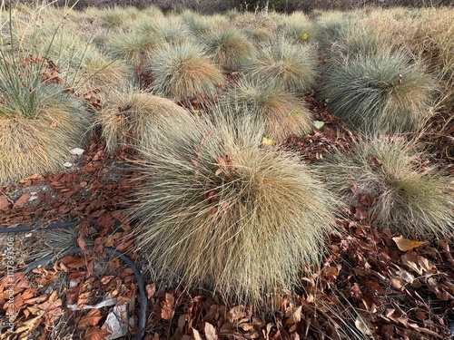 Festuca glauca blue oat grass garden decoration. Autumn colors of Blue Fescue spiky leaves. Powder blue grass background. Ornamental grass 'Elijah Blue' - soft festuca ovina, ball fescue. Close-up.