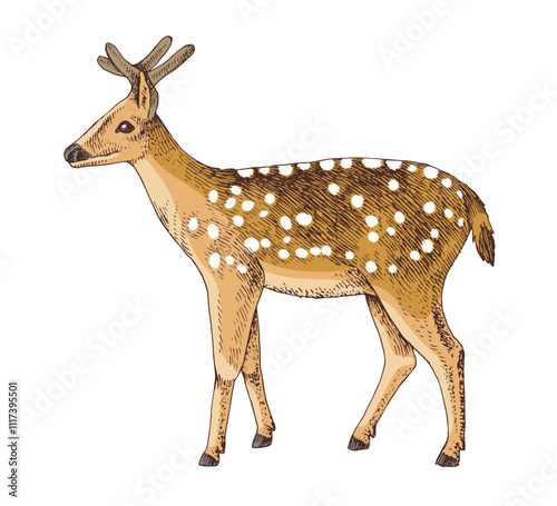 Woodland spotted deer animal vector illustration